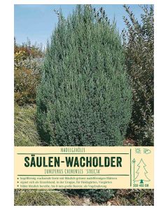 Sortenschild, Juniperus chinensis 'Stricta'