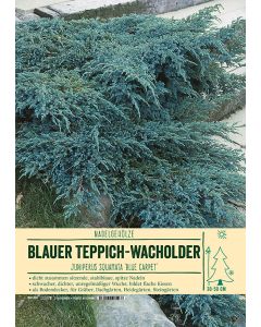 Sortenschild, Juniperus squamata 'Blue Carpet'
