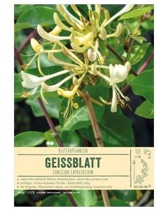 Sortenschild, Lonicera caprifolium
