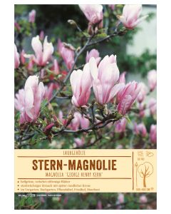 Sortenschild, Magnolia 'George Henry Kern'