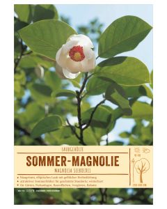 Sortenschild, Magnolia sieboldii