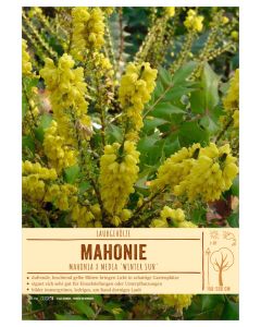 Sortenschild, Mahonia x media 'Winter sun'