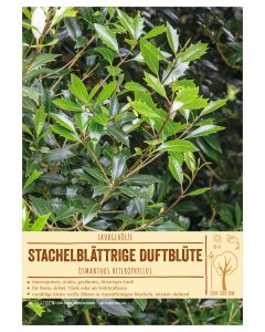 Sortenschild, Osmanthus heterophyllus