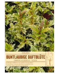 Sortenschild, Osmanthus heterophyllus 'Tricolor'