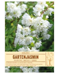 Sortenschild, Philadelphus 'Manteau d' Hermine'