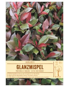 Sortenschild, Photinia x fraseri 'Little Red Robin'
