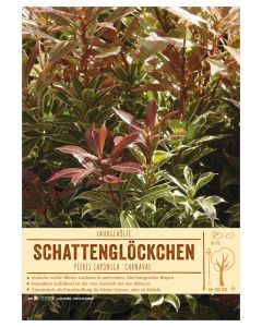 Sortenschild, Pieris japonica 'Carnaval'