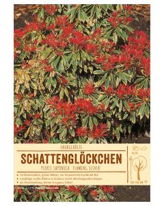 Sortenschild, Pieris japonica 'Flaming Silver'