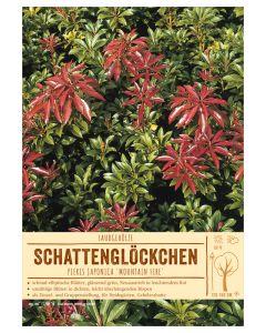 Sortenschild, Pieris japonica 'Mountain Fire'