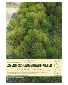 Sortenschild, Pinus heldreichii 'Compact Gem'