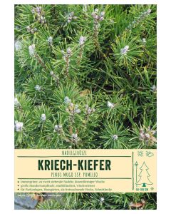 Sortenschild, Pinus mugo ssp. pumilio