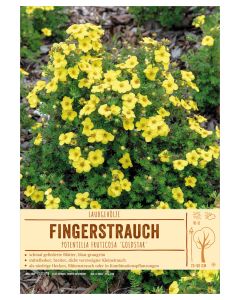 Sortenschild, Potentilla fruticosa 'Goldstar'