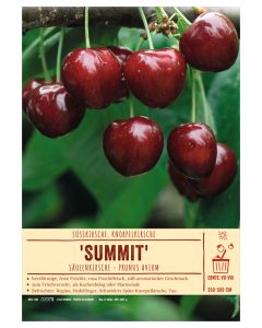 Sortenschild, Prunus avium 'Summit'