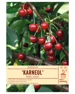 Sortenschild, Prunus cerasus 'Karneol'