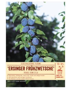 Sortenschild, Prunus dom. 'Ersinger Frühzwetsche'