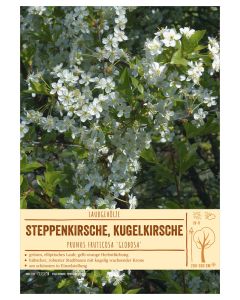 Sortenschild, Prunus fruticosa 'Globosa'