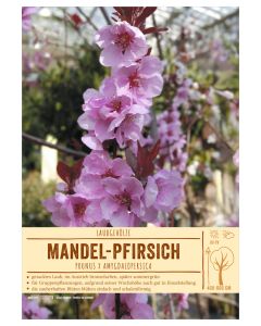 Sortenschild, Prunus x amygdalopersica