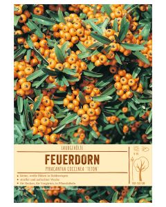 Sortenschild, Pyracantha coccinea 'Teton'