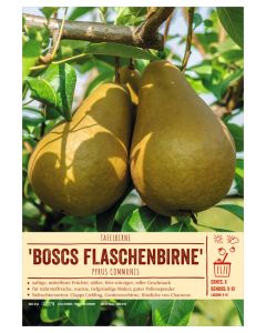 Sortenschild, Pyrus communis 'Bosc's Flaschenbirne'