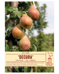 Sortenschild, Pyrus communis 'Decora'
