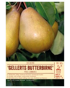 Sortenschild, Pyrus communis 'Gellerts Butterbirne'