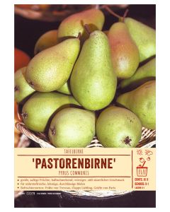 Sortenschild, Pyrus communis 'Pastorenbirne'
