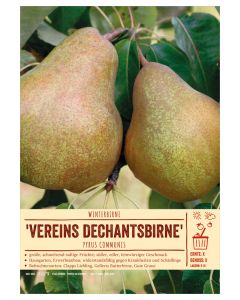 Sortenschild, Pyrus communis 'Vereins Dechantsbirne'