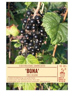 Sortenschild, Ribes nigrum 'Bona'(S)