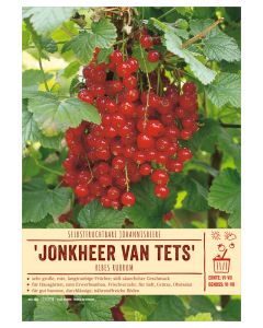 Sortenschild, Ribes rubrum 'Jonkheer van Tets'