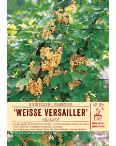 Sortenschild, Ribes rubrum 'Wei e Versailler'