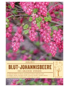 Sortenschild, Ribes sanguineum 'Atrorubens'