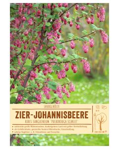 Sortenschild, Ribes sanguineum 'Pulborough Scarlet'