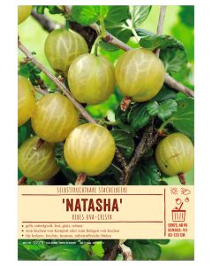 Sortenschild, Ribes uva-crispa 'Natasha'