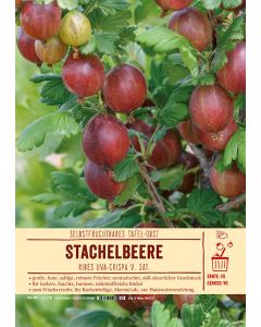 Sortenschild, Ribes uva-crispa v. sat.