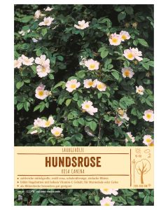 Sortenschild, Rosa canina