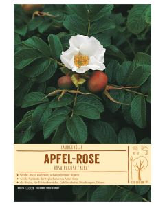 Sortenschild, Rosa rugosa 'Alba'