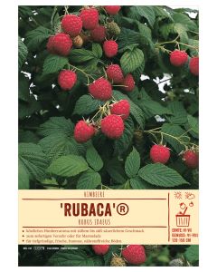 Sortenschild, Rubus idaeus 'Rubaca'®