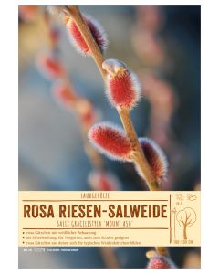Sortenschild, Salix gracilistyla 'Mount Aso'