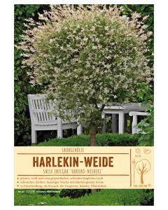 Sortenschild, Salix integra 'Hakuro-Nishiki'