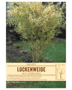 Sortenschild, Salix x erythroflexuosa