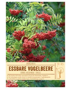 Sortenschild, Sorbus aucuparia 'Edulis'