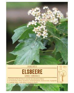 Sortenschild, Sorbus torminalis