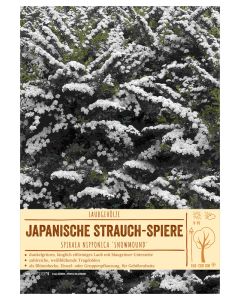Sortenschild, Spiraea nipponica 'Snowmound'