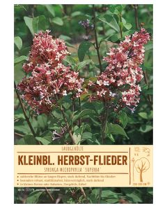 Sortenschild, Syringa microphylla 'Superba'