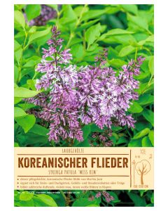 Sortenschild, Syringa patula 'Miss Kim'