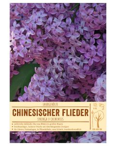 Sortenschild, Syringa x chinensis