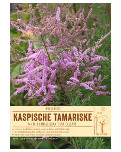 Sortenschild, Tamarix ramosissima 'Pink Cascade'