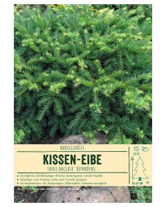 Sortenschild, Taxus baccata 'Repandens'