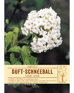 Sortenschild, Viburnum fragrans