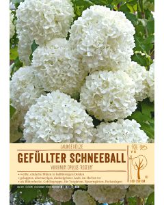 Sortenschild, Viburnum opulus 'Roseum'